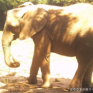 "Dandara", the elephant (2005) - Belo Horizonte zoo