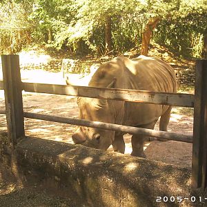 "Luna", the white rhino (2005) - Belo Horizonte zoo