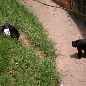 "Agda" and her son "Lunga" (2010) - Belo Horizonte zoo