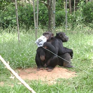 "Agda" and her son "Lunga" (2010) - Belo Horizonte zoo