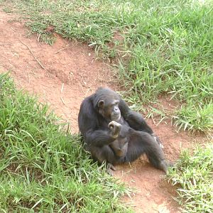 "Dorotéia", the chimpanzee (2008) - Belo Horizonte zoo