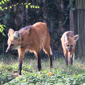 Cheetah Conservation Station - Maned Wolf - Mateo - Quito