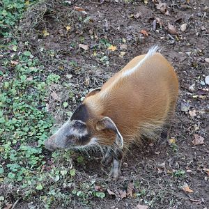 Cheetah Conservation Station - Red River Hog