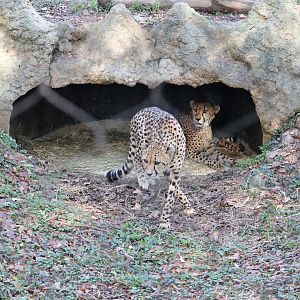 Cheetah Conservation Station - Cheetah - Donnie - Copley