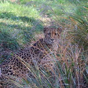 Cheetah Conservation Station - Cheetah