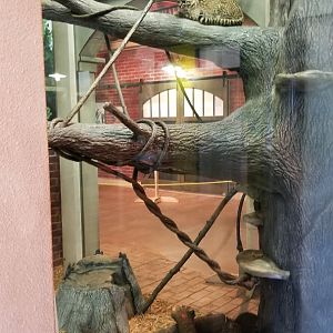 Columbus Zoo - Geoffroy's Cats