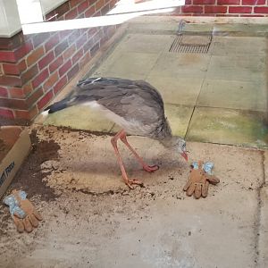 Columbus Zoo - Red-legged seriema