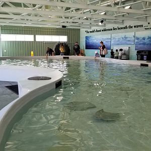 Columbus Zoo - Ray touch area