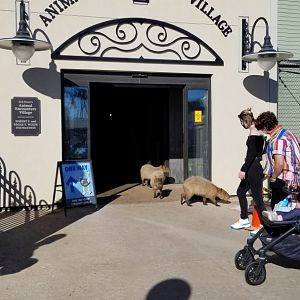 Columbus Zoo - Capybara parade