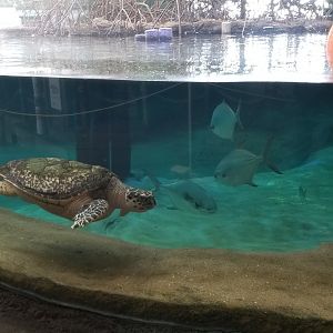 Columbus Zoo - Hawksbill sea turtle