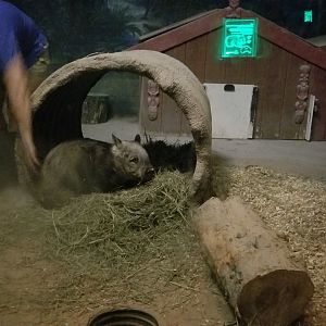 Columbus Zoo - Southern hairy-nosed wombat getting a butt scratch