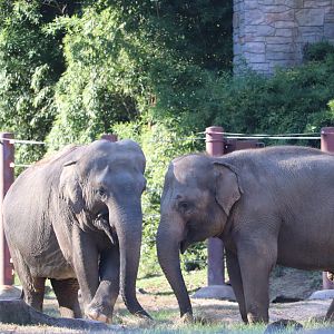 Elephant Trails - Asian Elephant - Bozie - ???