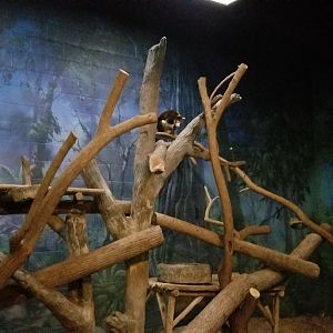 Columbus Zoo - Matschie's tree kangaroo