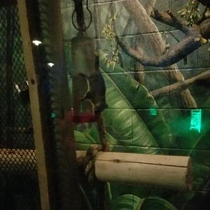 Columbus Zoo - Feathertail gliders