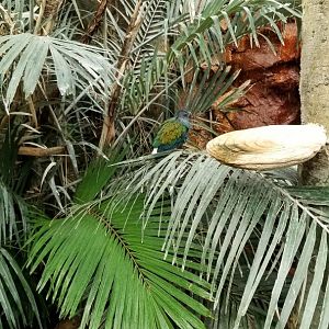 Columbus Zoo - Nicobar pigeon, Australia aviary