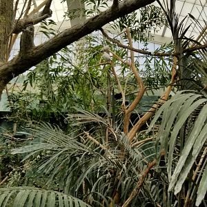 Columbus Zoo - Bali mynah, Australia aviary