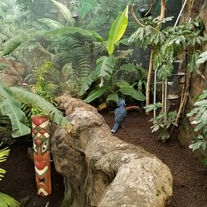 Columbus Zoo - Victoria crowned pigeon and Nicobar pigeon, Australia aviary