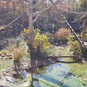 Columbus Zoo - Gibbon island, baby is behind post to the right of the purple bucket