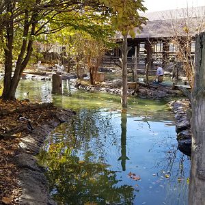 Columbus Zoo - Dalmatian exhibit, painted stork, black swan area