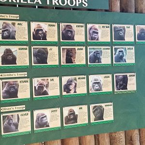 Columbus Zoo - Gorillas