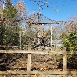 Columbus Zoo - Mandrill exhibit