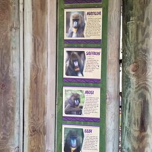 Columbus Zoo - Mandrills