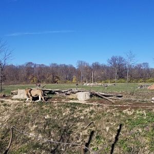 Columbus Zoo - Male lion walking the ridge in front of ostrich/ungulate area