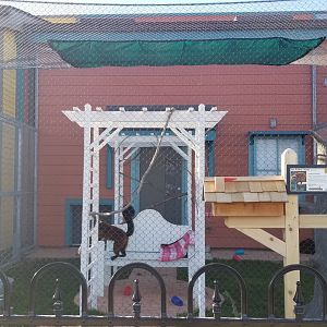 Columbus Zoo - Red ruffed lemurs