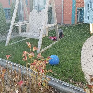 Columbus Zoo - Silver fox (former pet)