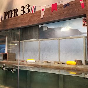 Columbus Zoo - Penguins