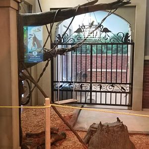 Columbus Zoo - Geoffroy's cat in foreground, seriema behind gate