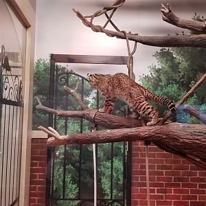 Columbus Zoo - Geoffroy's cat watching seriema