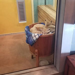 Columbus Zoo - Sand cat kittens