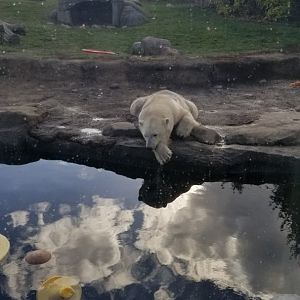 Columbus Zoo - mother polar bear