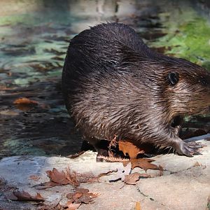 American Trail - American Beaver