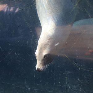 American Trail - California Sea Lion