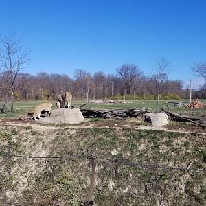 Columbus Zoo - Lionnesses on ridge, investigating smells