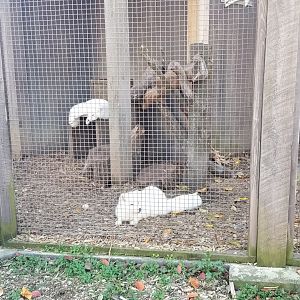 Columbus Zoo - Arctic foxes