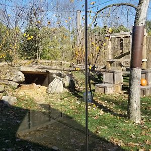 Columbus Zoo - Cougar