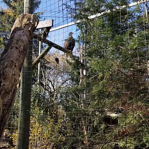 Columbus Zoo - Bald eagle