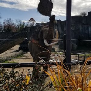 Columbus Zoo - Asian elephant
