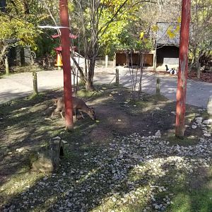 Columbus Zoo - Muntjac, birds in Asian aviary (closed)