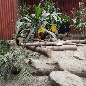 Columbus Zoo - Greater malayan chevrotain, Burmese mountain tortoise