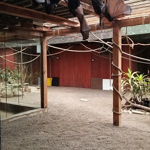 Columbus Zoo - Large flying foxes