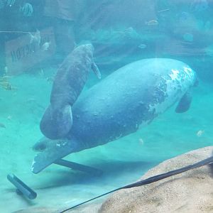 Columbus Zoo - Squirrel and Stumpy