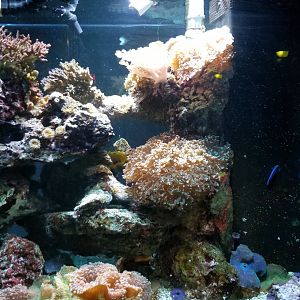 ID? Columbus Zoo - Blue fish on right