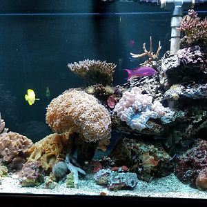 ID? Columbus Zoo - Pink fish