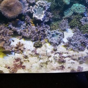 Columbus Zoo - Spotted garden eels