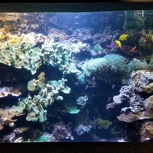 Columbus Zoo - Yellow tang, cardinalfish, others