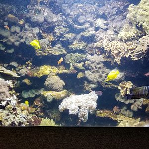 Columbus Zoo - Yellow tang, cardinalfish, others